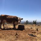 A cow at the Sierra Foothill Research and Extension Center in Browns Valley.